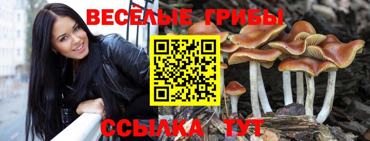 Галлюциногенные грибы Cubensis Сертолово